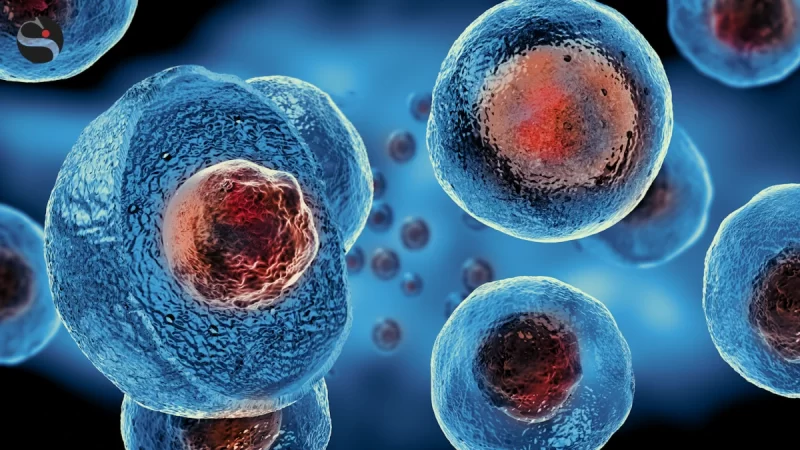 Rappresentazione di una popolazione di cellule staminali
