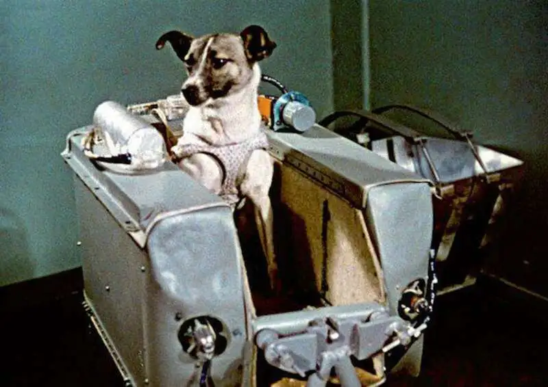 La cagnolina Kudrjavka nella capsula dello Sputnik 2. 