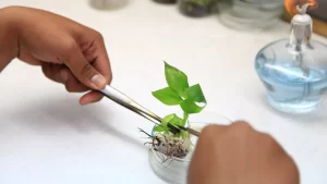 Gli scienziati hanno inviato un lotto di semi verso la ISS per aiutare a creare nuove piante agricole resistenti ai cambiamenti climatici