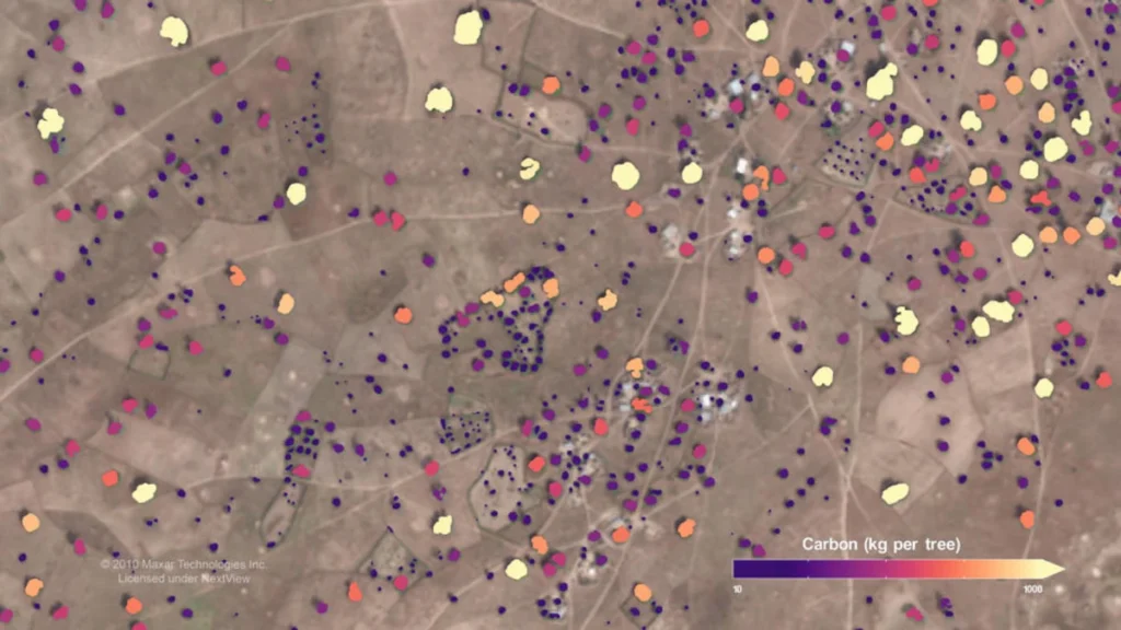 Árboles individuales africanos identificados en imágenes satelitales, mapeados en colores según la cantidad de carbono atrapado. El púrpura intenso indica niveles más bajos de carbono; el amarillo-blanco indica niveles más altos.